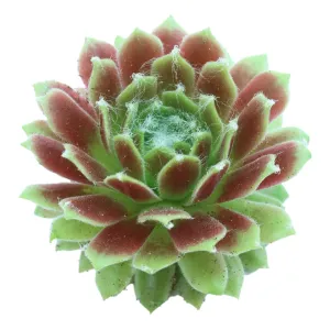 Sempervivum 'Jeanne d'Arc'